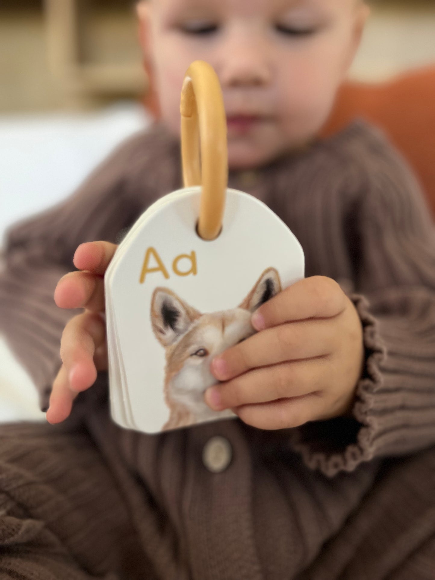 Ringed Alphabet Flash Cards - Australian Animals | Modern Monty