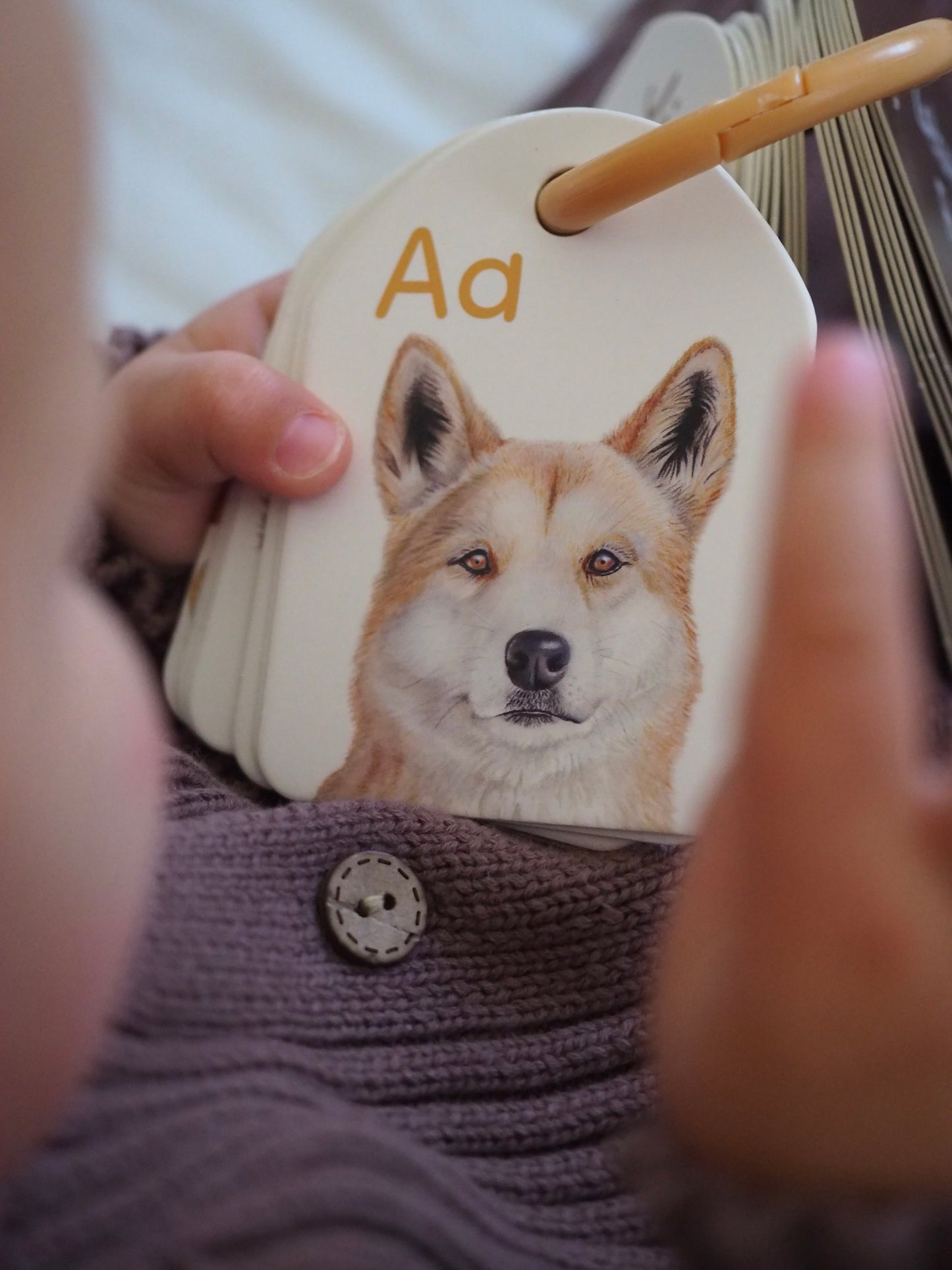 Ringed Alphabet Flash Cards - Australian Animals | Modern Monty