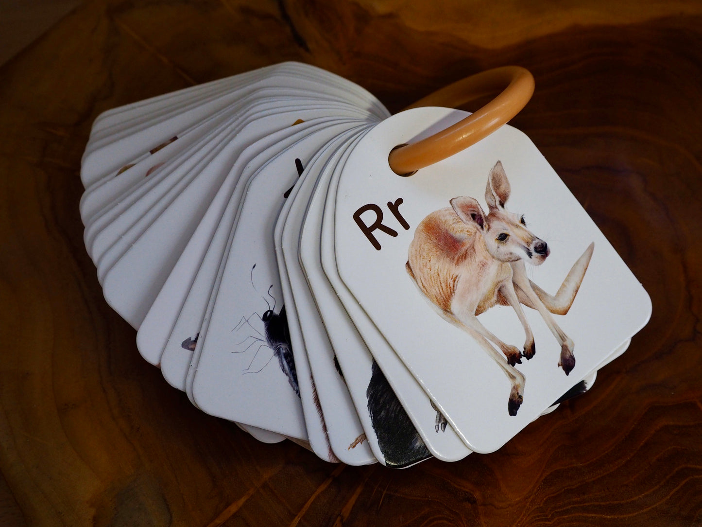 Ringed Alphabet Flash Cards - Australian Animals | Modern Monty